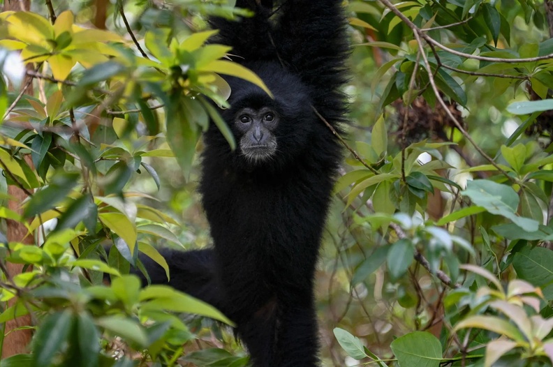 Black Gibbon, Jantho forest, Aceh province, Indonesia